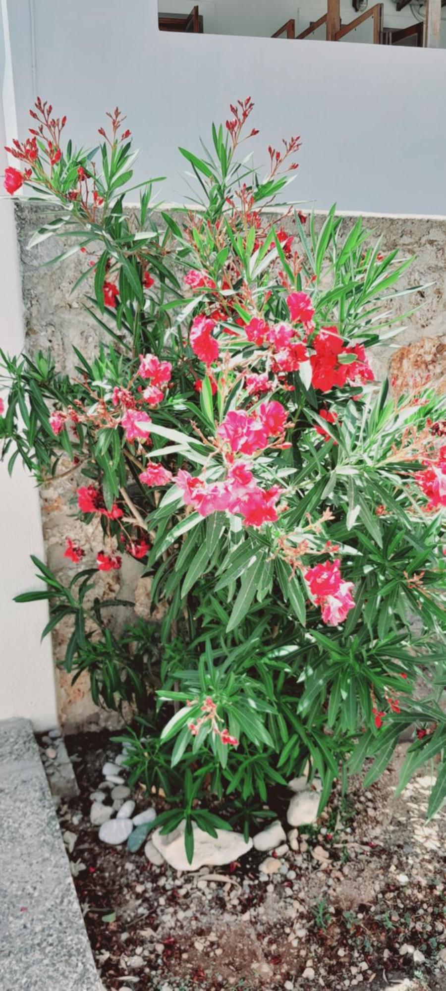 Sunblaze Studios1 Spetses Bagian luar foto